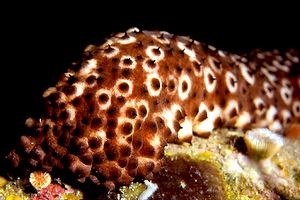 Oloturia (Holothuria sanctori)