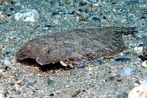 Rombo (Bothus podas podas)