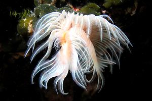 Verme dal ciuffo bianco (Protula tubularia)