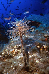 Spirografo (Sabella spallanzanii)