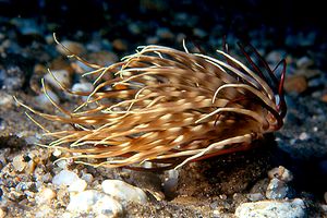 Cerianto (Ceriantus mambranaceus)