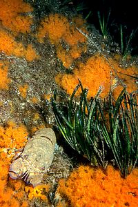 Cicala di mare (Scyllarides latus)