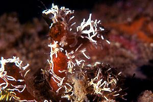Falso corallo (Myriopora truncata)