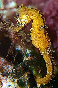 Cavalluccio marino (Hippocampus hippocampus)