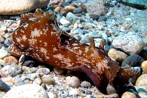 Lepre di mare (Aplysia punctata)