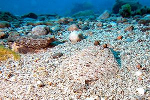 Rombo (Bothus podas podas)