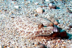 Rombo (Bothus podas podas)