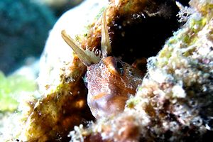 Bavosa cornuta (Parablennius tentacularis)