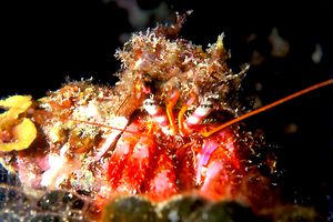 Paguro (Dardanus calidus)