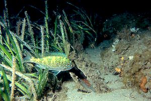 Menola (Spicara maena)