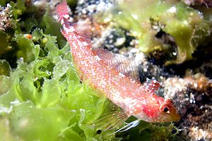 Peperoncino giallo (Tripterygion delaisi)