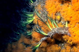 Posidonia (Posidonia oceanica)