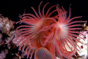 Serpula (Serpula vermicularis)