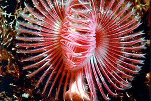 Serpula (Serpula vermicularis)