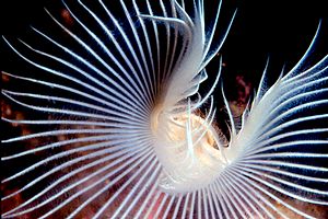 Verme dal ciuffo bianco (Protula tubularia)