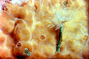 Spirografo (Sabella spallanzanii)