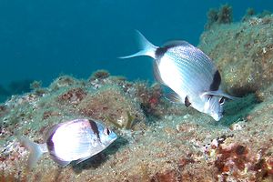 Sarago fasciato (Diplodus vulgaris)