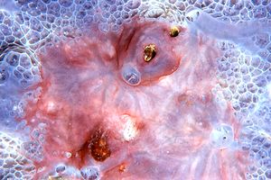 Spugna incrostante blu (Phorbas tenacior)