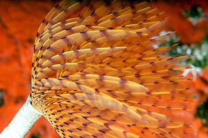 Spirografo (Sabella spallanzanii)