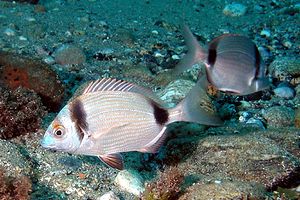 Sarago fasciato (Diplodus vulgaris)