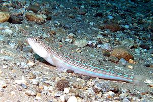 Pesce lucertola (Synodus saurus)