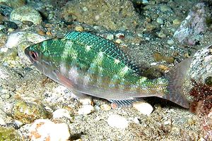 Menola (Spicara maena)