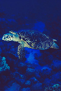 Tartaruga (Eretmochelys imbricata)