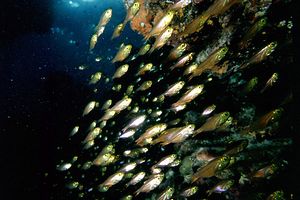 Pesce vetro (Parapriacanthus ransonneti)