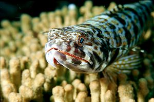 Pesce lucertola variegato (Synodus variegatus)