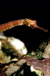 Pesce ago dal petto nero (Corythoichthys nigripectus)