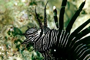 Pesce cobra (Pterois miles)