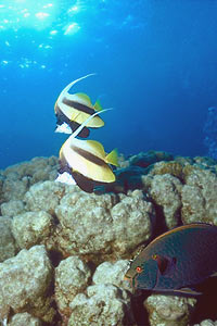 Pesce farfalla virgola (Heniochus intermedius)