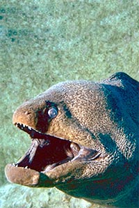 Murena gigante (Gymnothorax javanicus)