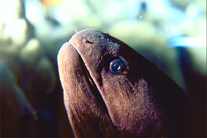 Murena gigante (Gymnothorax javanicus)