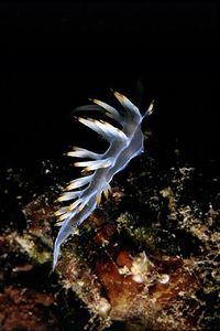 Flabellina bianca (Flabellina babai)