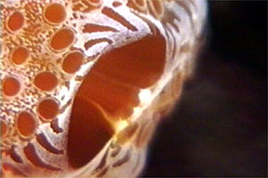 Lampone di mare (Distaplia rosea)