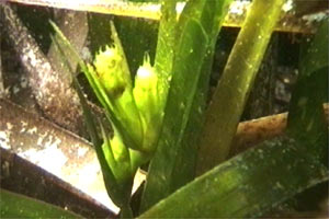 Posidonia (Posidonia oceanica)