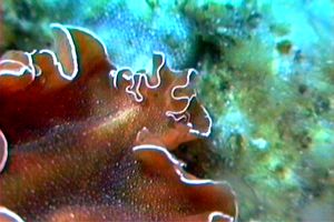 Platelminta (Yungia aurantiaca)