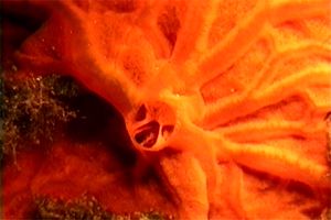 Spugna rossa (Spirastrella cunctatrix)