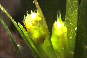 Posidonia (Posidonia oceanica)