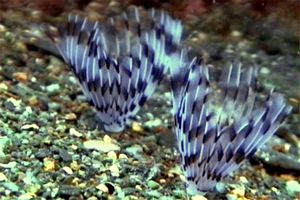 Verme pavone (Sabella penicillus)