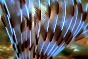 Verme pavone (Sabella penicillus)