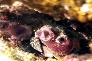 Ascidia (Distomus variolosus)