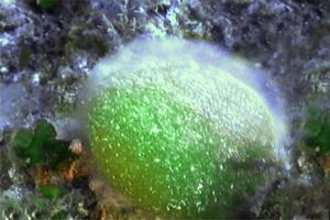 Palla verde (Codium bursa)