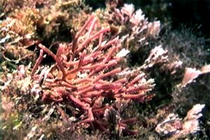 Alga calcarea (Amphiroa rubra)