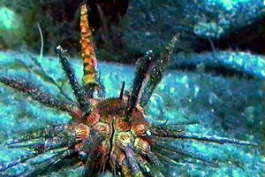 Riccio matita (Stylocidaris affinis)