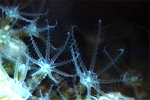 Maasella bruna (Maasella edwardsii)