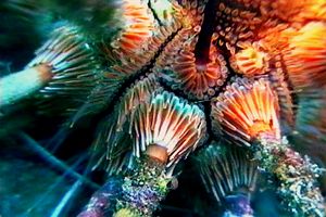 Riccio matita (Stylocidaris affinis)