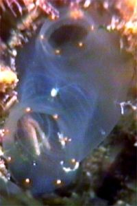 Ascidia trasparente (Clavelina dellavallei)