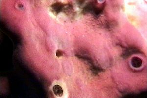 Spugna (Petrosia ficiformis)